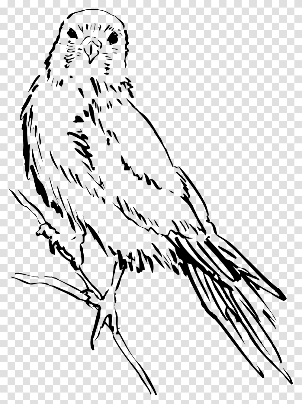 Bird Wings Bird Sketch, Arrow, Photography, Musician Transparent Png