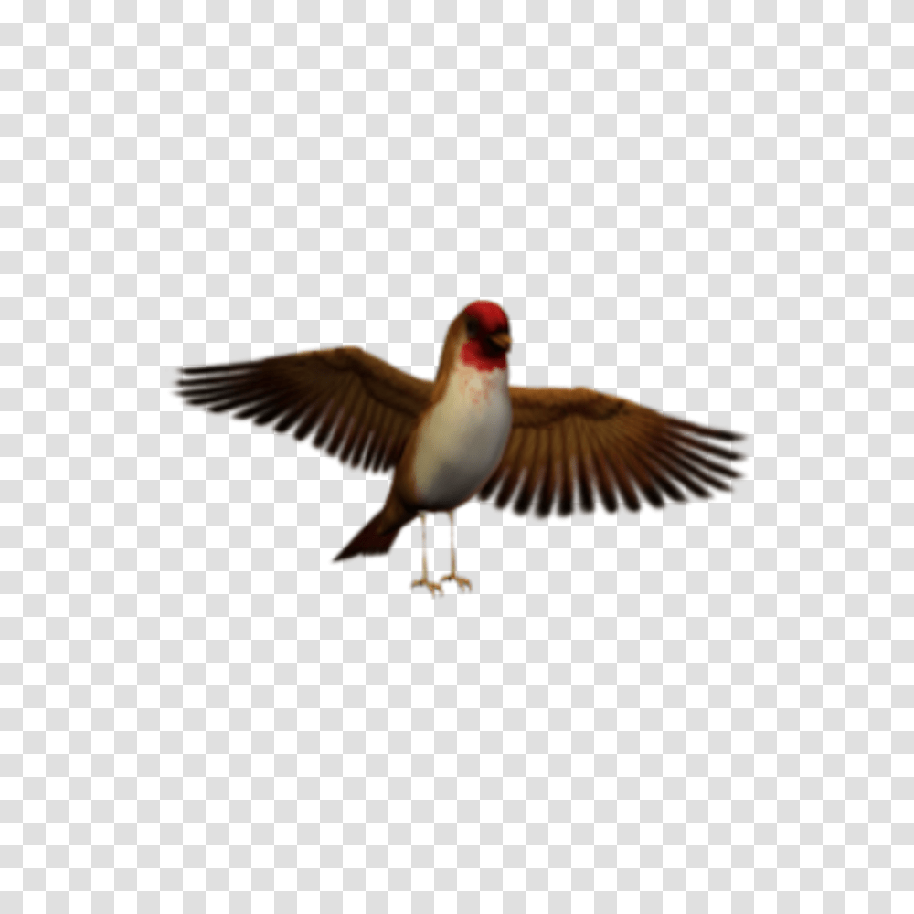Bird Wings Dark Surreal Freetoedit, Animal, Finch, Flying, Kite Bird Transparent Png