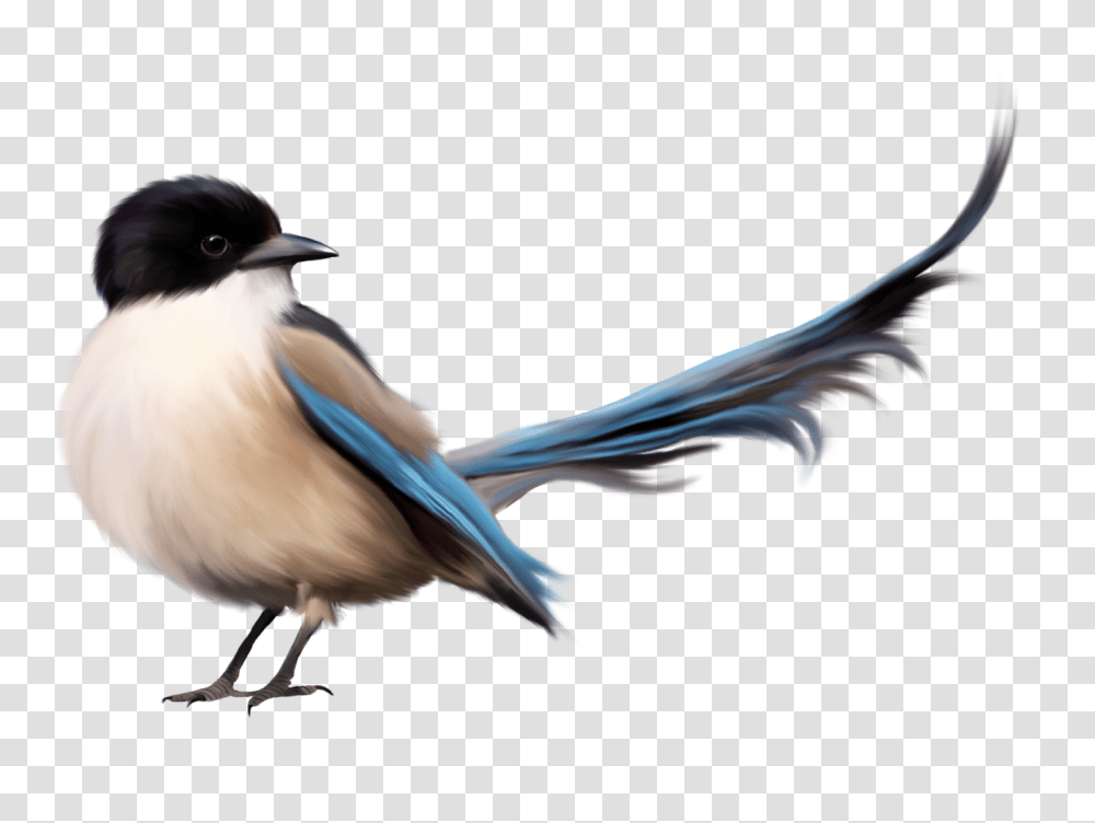 Bird With Blue Tail Clipart, Jay, Animal, Blue Jay, Bluebird Transparent Png