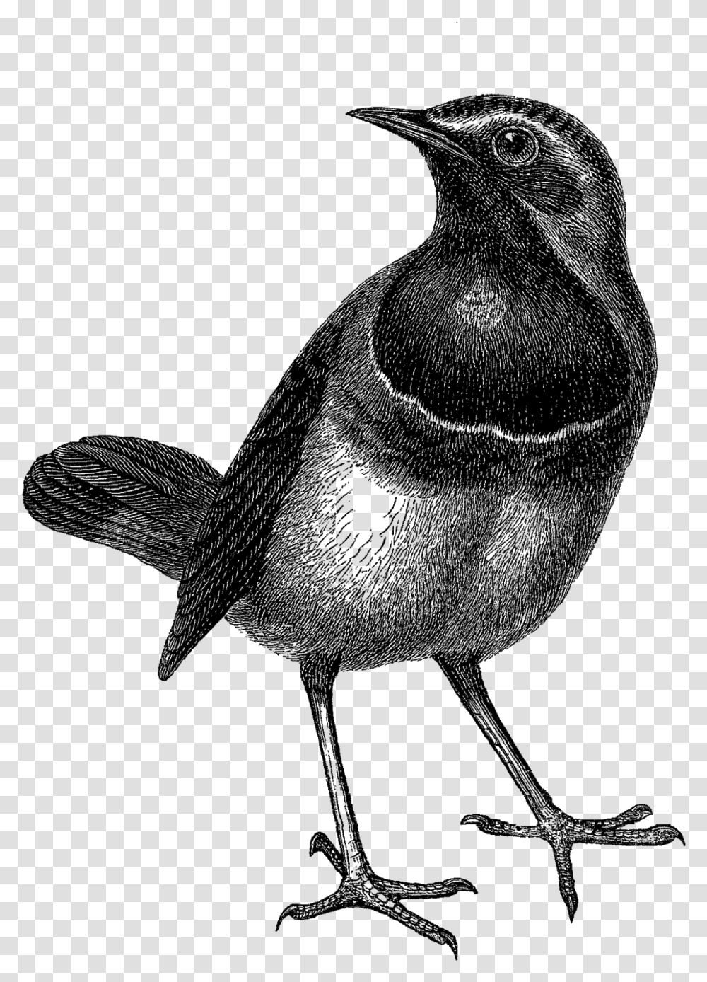 Bird With Crown, Silhouette, Animal, Blackbird, Agelaius Transparent Png