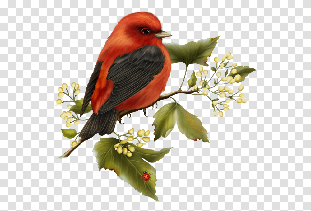 Bird With Flower Clipart Picture Library Red And Black Birds On Flowers Clipart, Animal, Cardinal, Finch Transparent Png