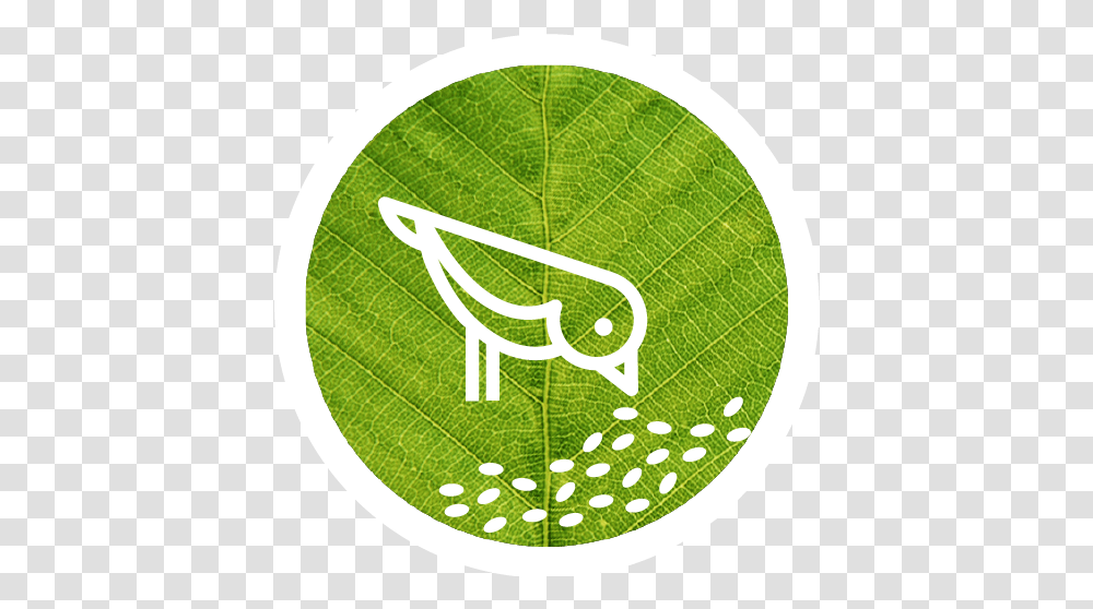 Bird With Green Circle Logo Emblem, Tennis Ball, Sport, Sports, Label Transparent Png