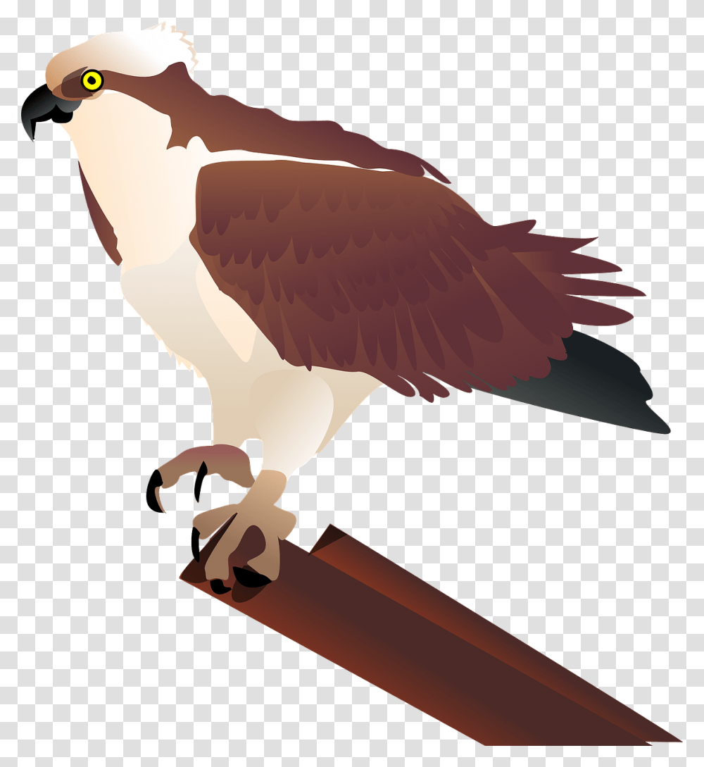 Birdbird Of Preybeak Ospreys Bird Clipart, Kite Bird, Animal, Hawk, Buzzard Transparent Png