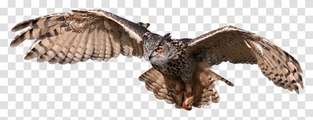 Birdbird Of Preywingospreyeastern Screech Owlbeakowlgolden Harry Potter Owl Flying, Animal, Hawk, Buzzard, Accipiter Transparent Png