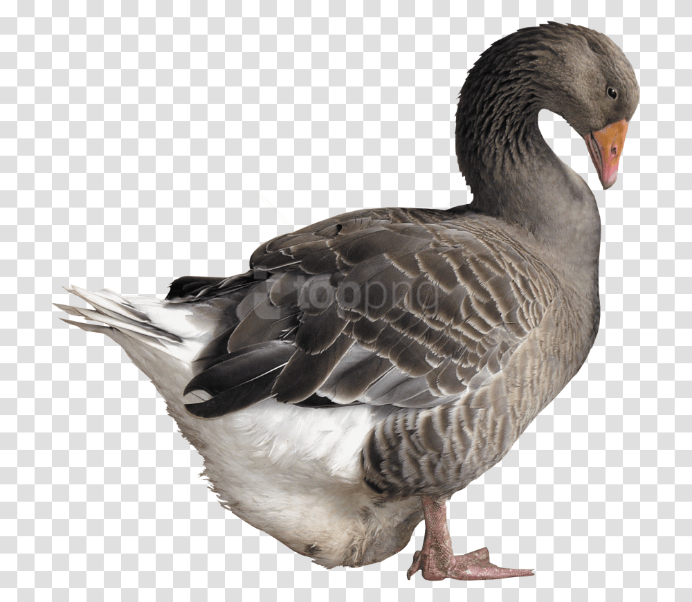 Birdgooseducks Geese And Swanswaterfowlamerican Goose, Animal, Anseriformes Transparent Png