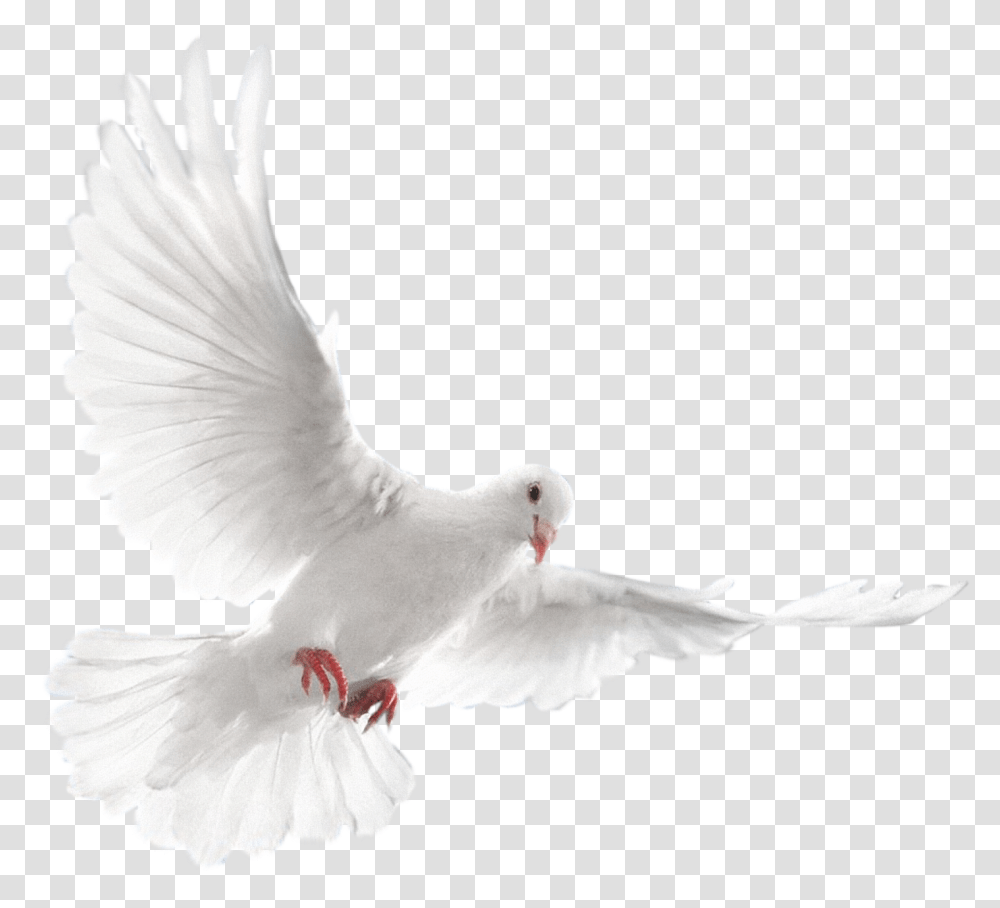 Birdpigeons And Doveswingbeakrock Dovefeathertailpeace White Dove Bird Flying, Animal Transparent Png
