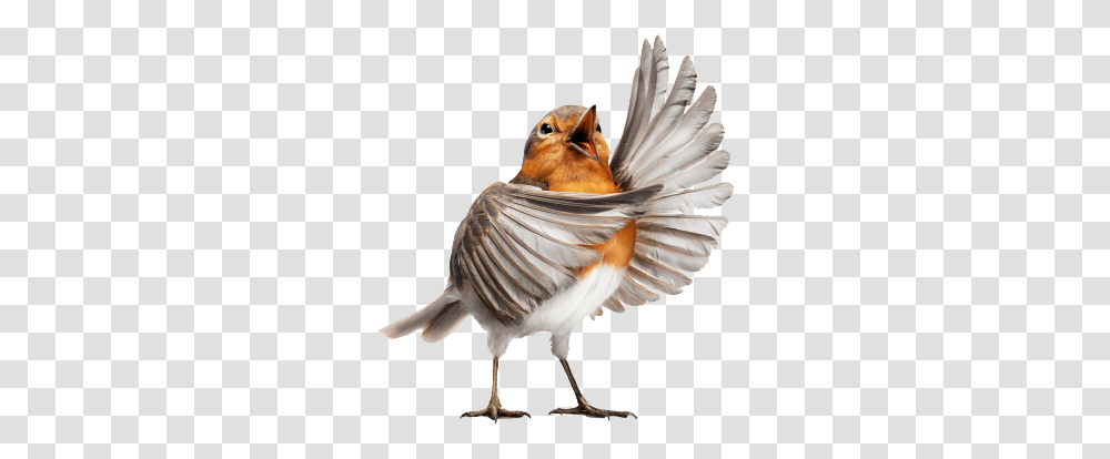 Birdrobin Opera Bird, Animal, Finch, Jay, Chicken Transparent Png