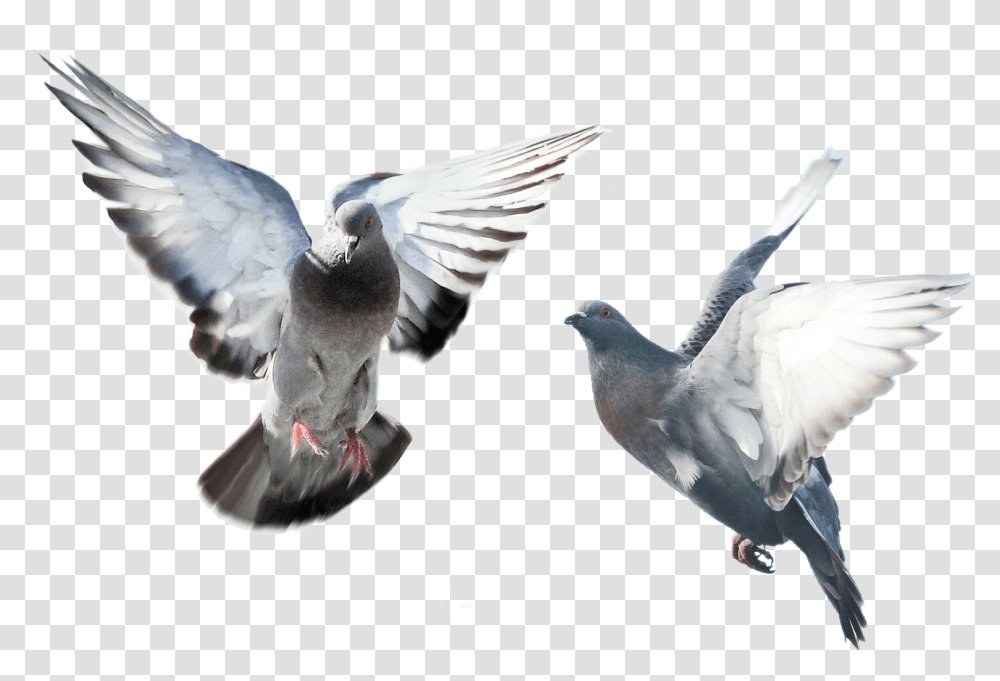 Birdrock Dovewingpigeons And Dovesbeakfeatherstock Bird Spikes, Animal, Flying Transparent Png