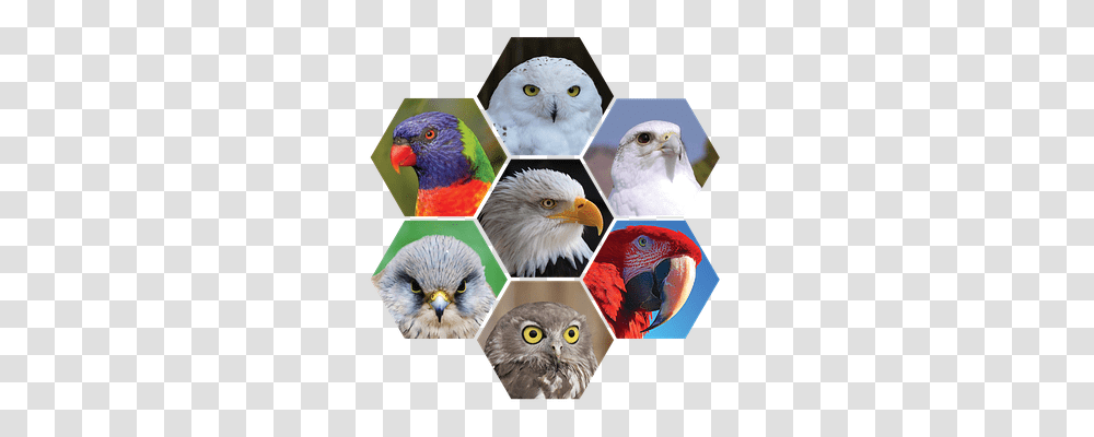 Birds Animals, Beak, Eagle, Owl Transparent Png