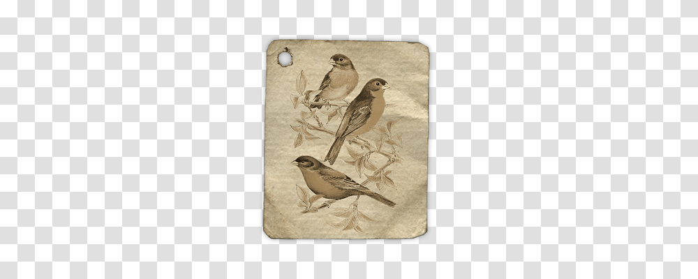 Birds Tool, Animal, Sparrow, Anthus Transparent Png