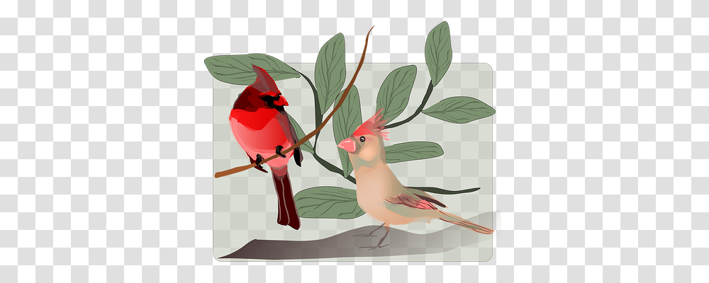 Birds Animals, Cardinal Transparent Png