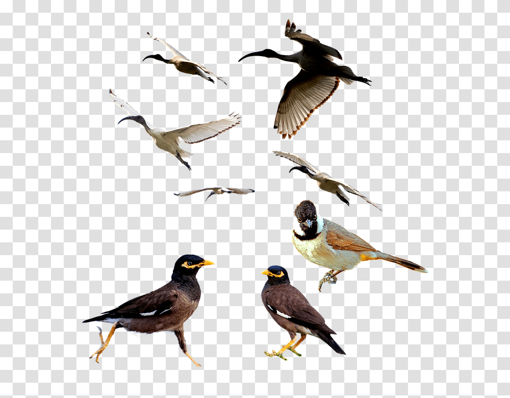 Birds 960, Animals, Beak, Flying, Finch Transparent Png