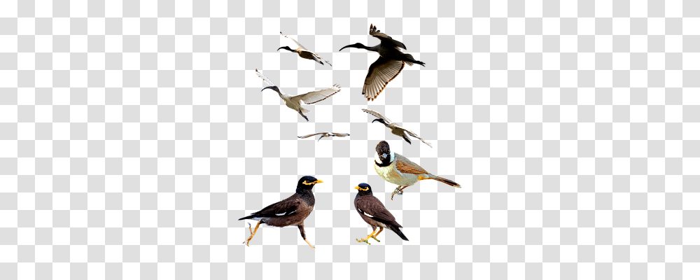 Birds Animal, Flying, Finch, Jay Transparent Png