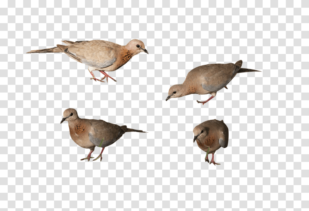 Birds 960, Animals, Dove, Pigeon, Finch Transparent Png