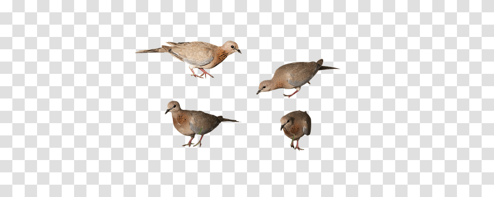 Birds Nature, Animal, Pigeon, Dove Transparent Png