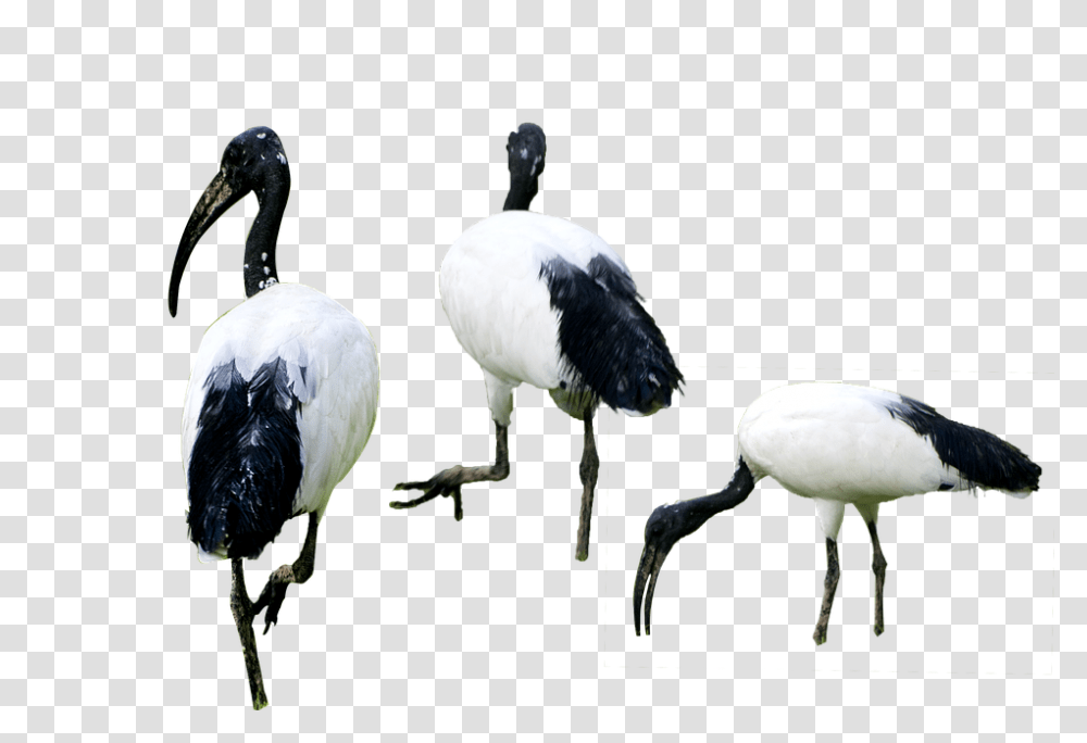 Birds 960, Animals, Stork, Crane Bird, Waterfowl Transparent Png