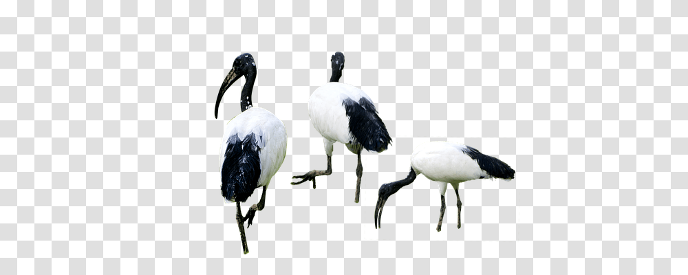 Birds Nature, Animal, Stork, Crane Bird Transparent Png
