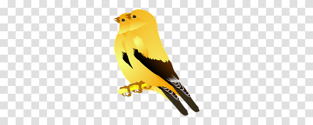 Birds Animals, Canary, Finch Transparent Png