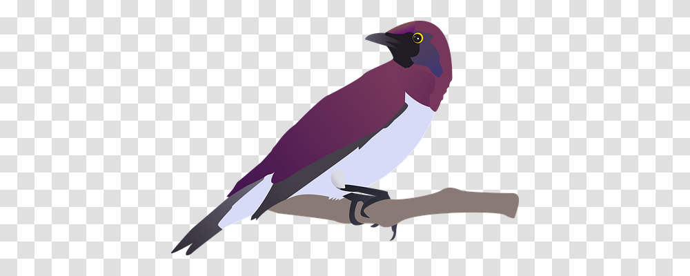 Birds Animals, Jay, Blue Jay, Magpie Transparent Png