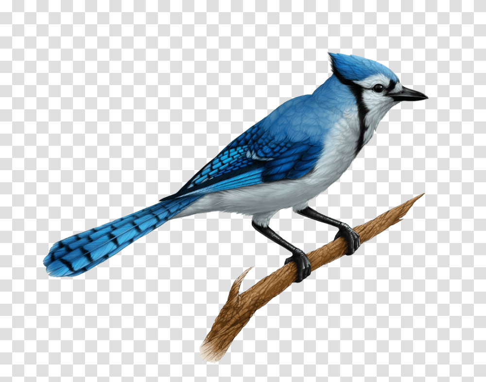 Birds And Animals Blue Jay, Bluebird Transparent Png