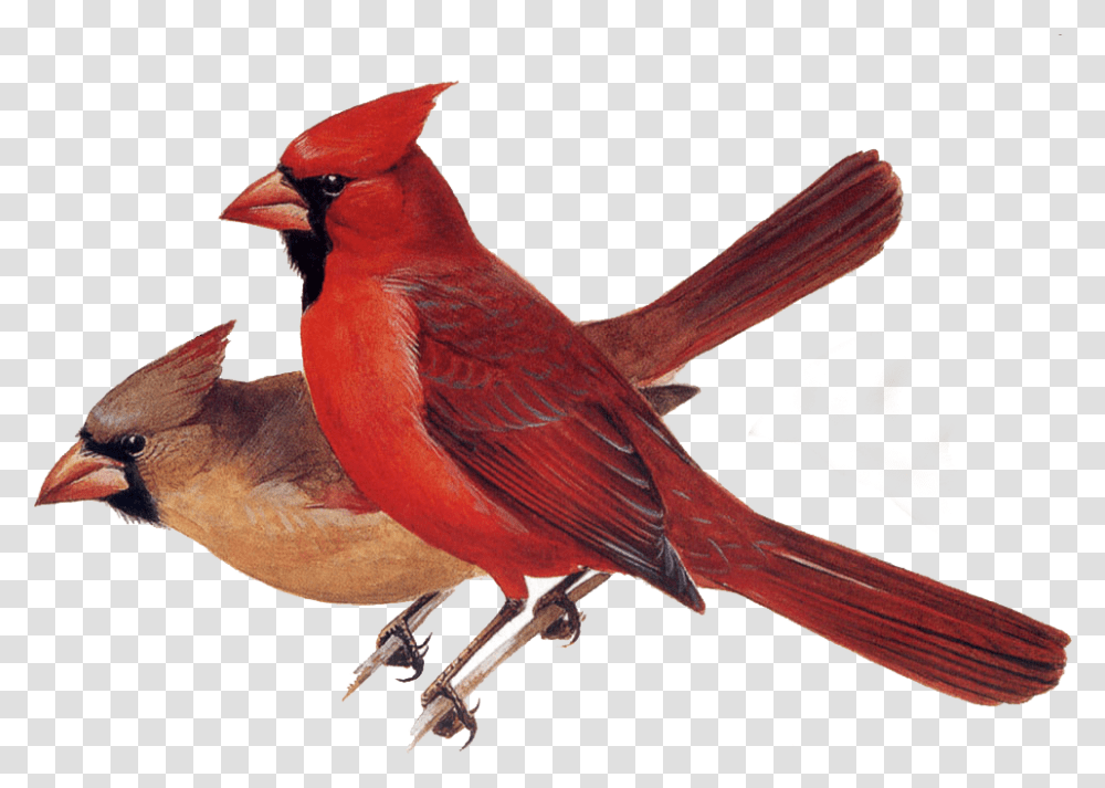 Birds And Animals Northern Cardinal Red Cardinal, Finch, Jay Transparent Png