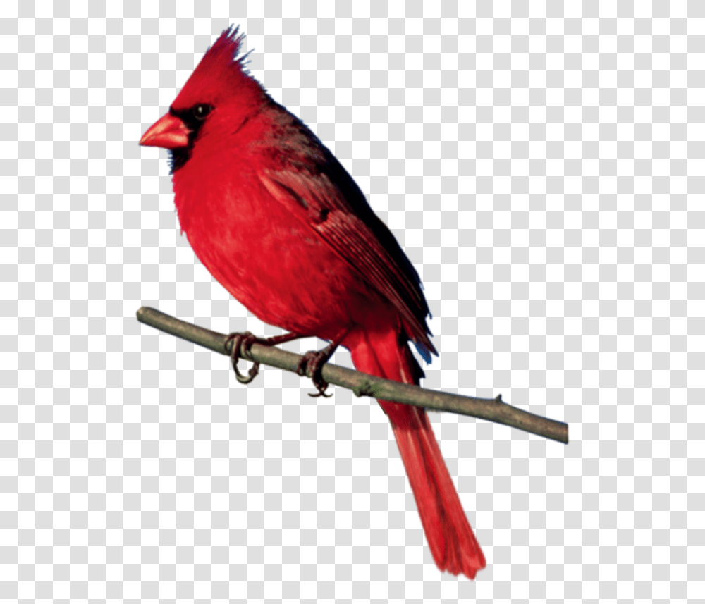 Birds, Animal, Cardinal Transparent Png