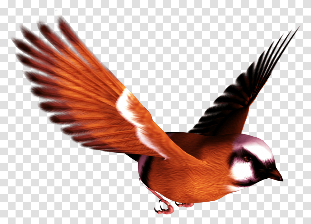 Birds, Animal, Flying, Person, Human Transparent Png
