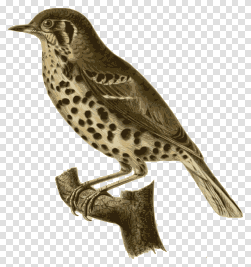 Birds, Animals, Anthus, Finch, Sparrow Transparent Png