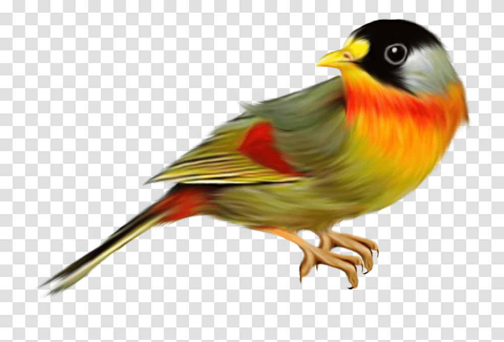 Birds, Animals, Bee Eater, Beak, Finch Transparent Png