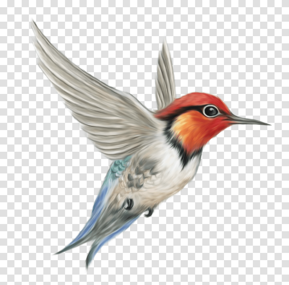 Birds, Animals, Bee Eater, Hummingbird, Flying Transparent Png