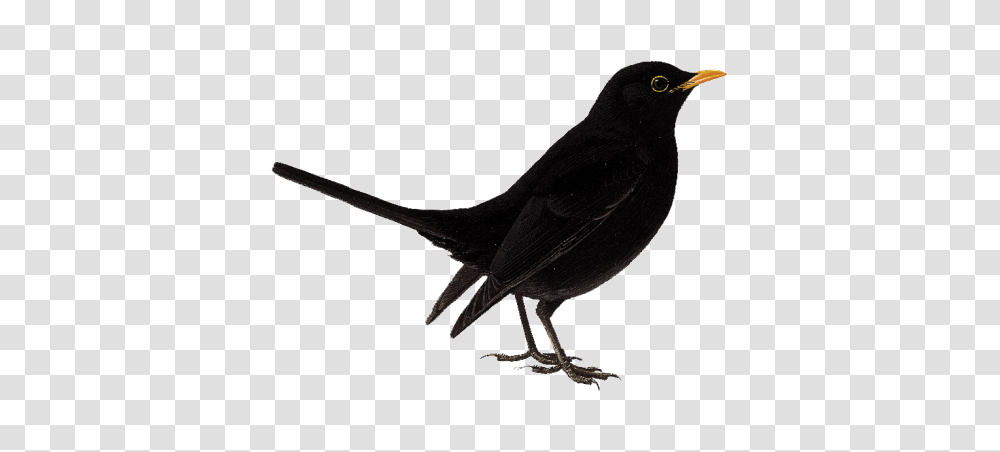 Birds, Animals, Blackbird, Agelaius Transparent Png