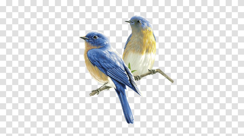 Birds, Animals, Bluebird, Jay, Blue Jay Transparent Png