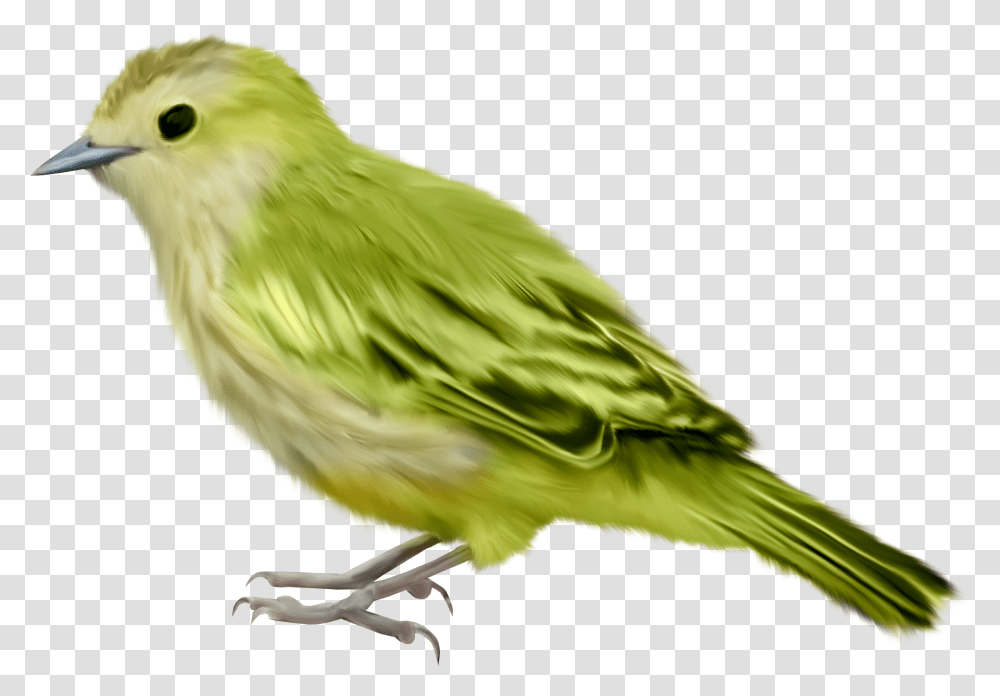 Birds, Animals, Canary, Finch, Parakeet Transparent Png