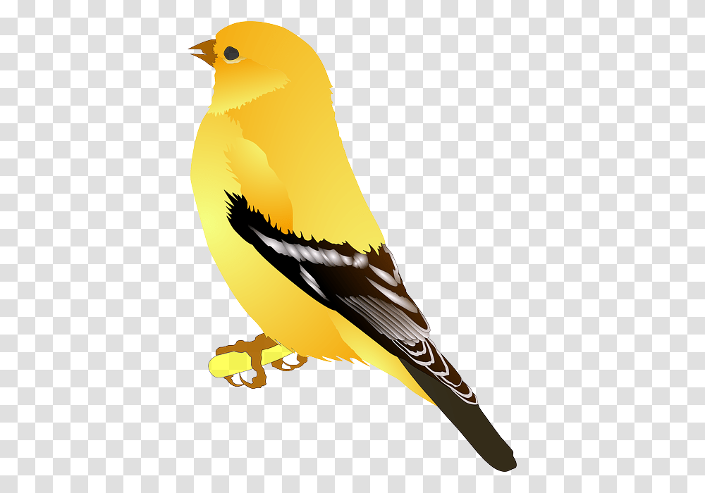 Birds, Animals, Canary, Finch Transparent Png