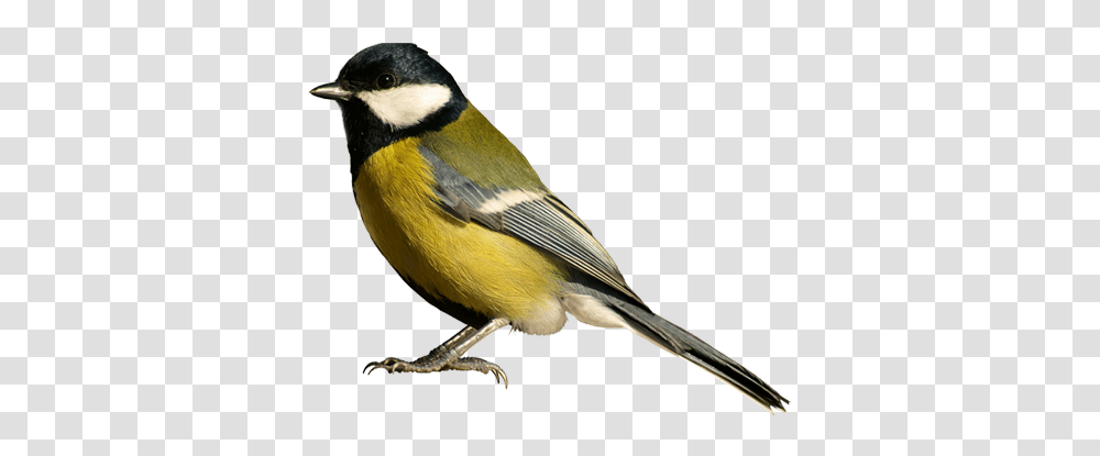 Birds, Animals, Canary, Finch Transparent Png