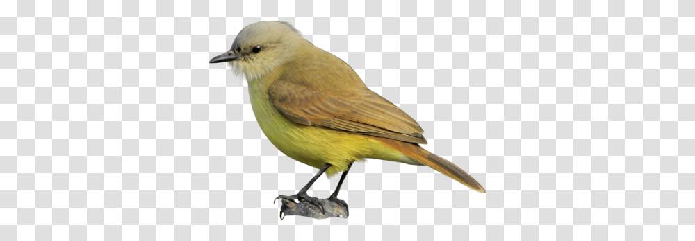 Birds, Animals, Canary Transparent Png