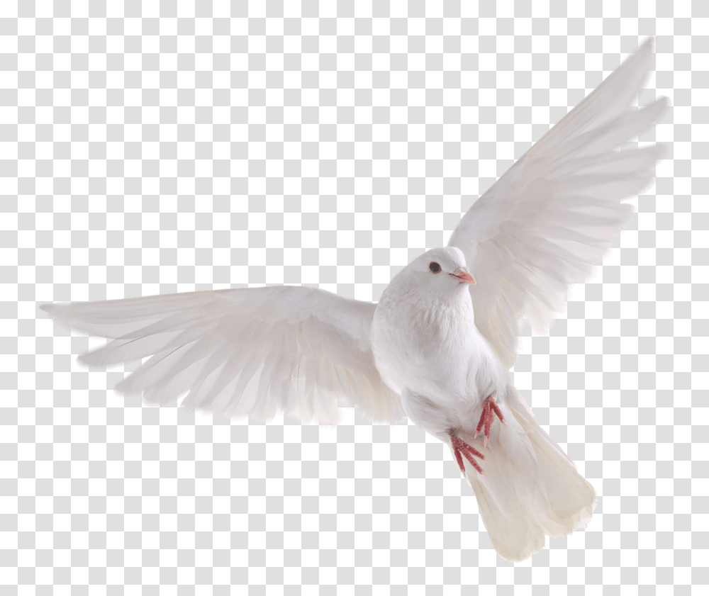 Birds, Animals, Dove, Pigeon Transparent Png