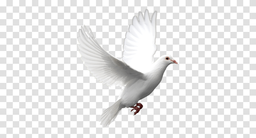 Birds, Animals, Dove, Pigeon Transparent Png