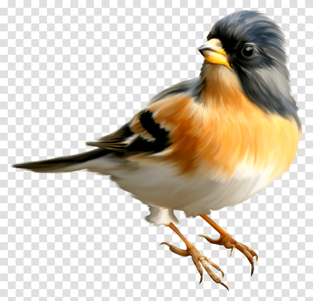Birds, Animals, Finch, Beak, Canary Transparent Png
