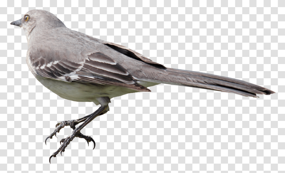 Birds, Animals, Finch, Beak, Pigeon Transparent Png