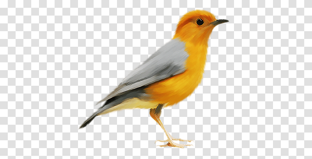 Birds, Animals, Finch, Canary, Beak Transparent Png