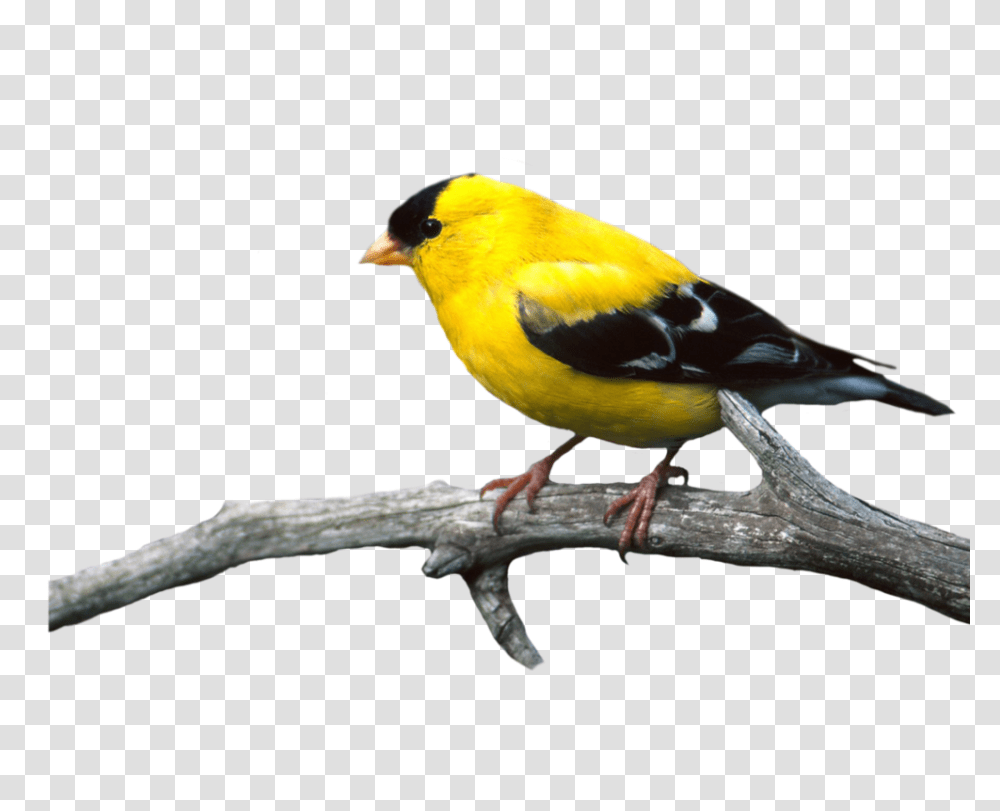 Birds, Animals, Finch, Canary Transparent Png