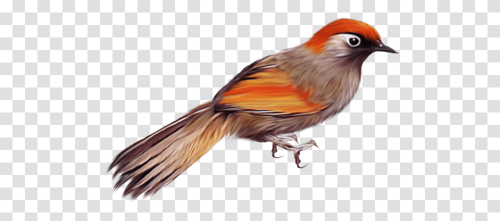 Birds, Animals, Finch, Cardinal, Canary Transparent Png
