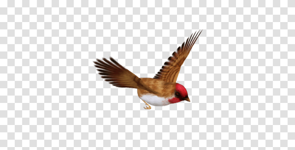 Birds, Animals, Finch, Flying, Cardinal Transparent Png