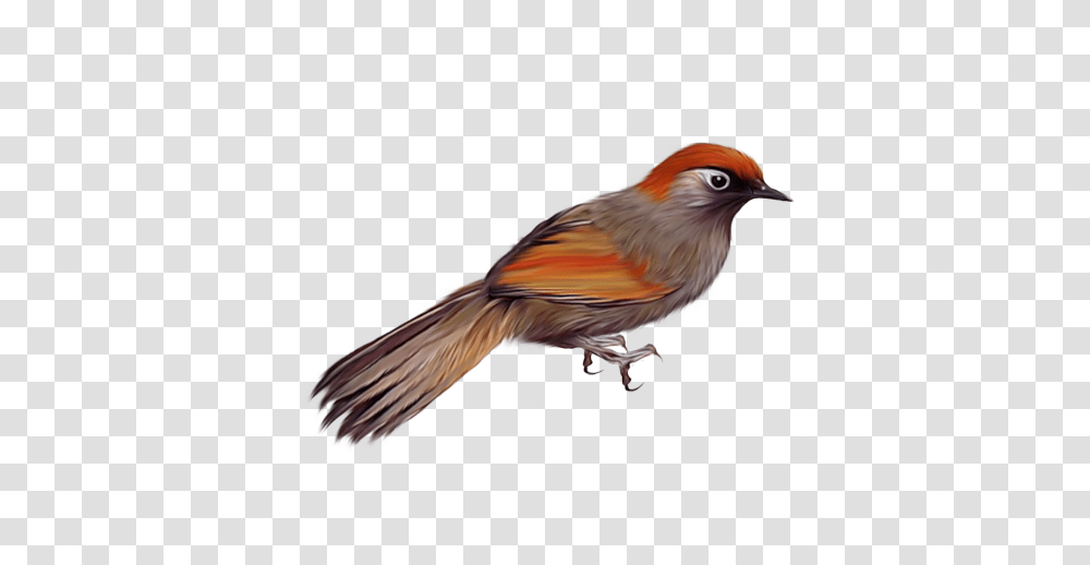 Birds, Animals, Finch, Jay, Beak Transparent Png