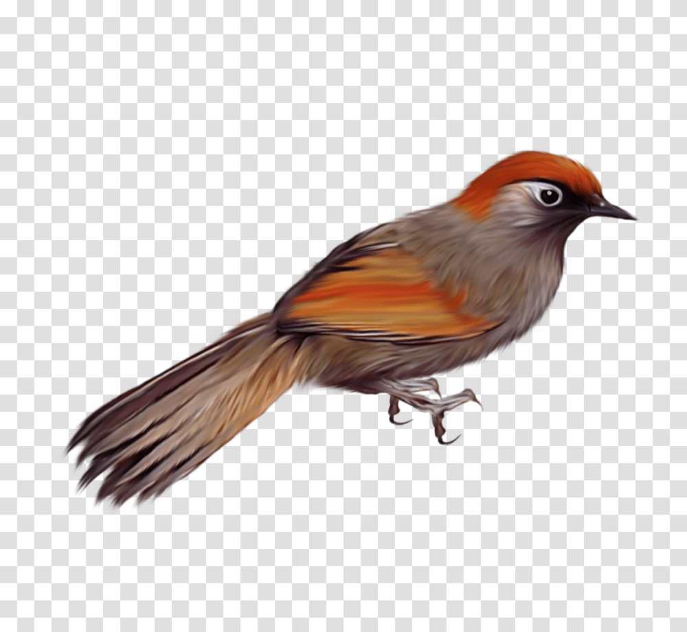 Birds, Animals, Finch, Jay, Canary Transparent Png