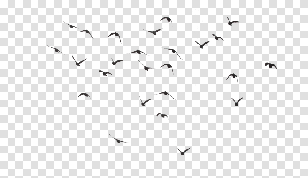 Birds, Animals, Flock, Flying Transparent Png