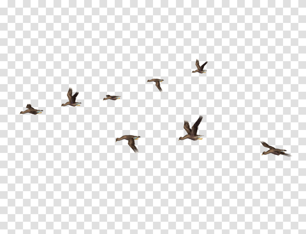 Birds, Animals, Flying, Antelope, Wildlife Transparent Png