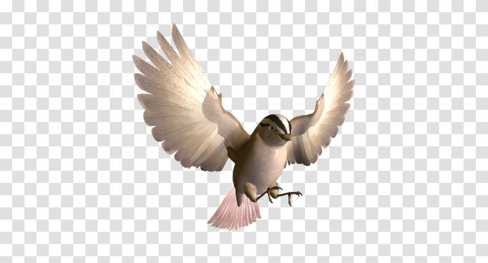 Birds, Animals, Flying, Dove, Pigeon Transparent Png