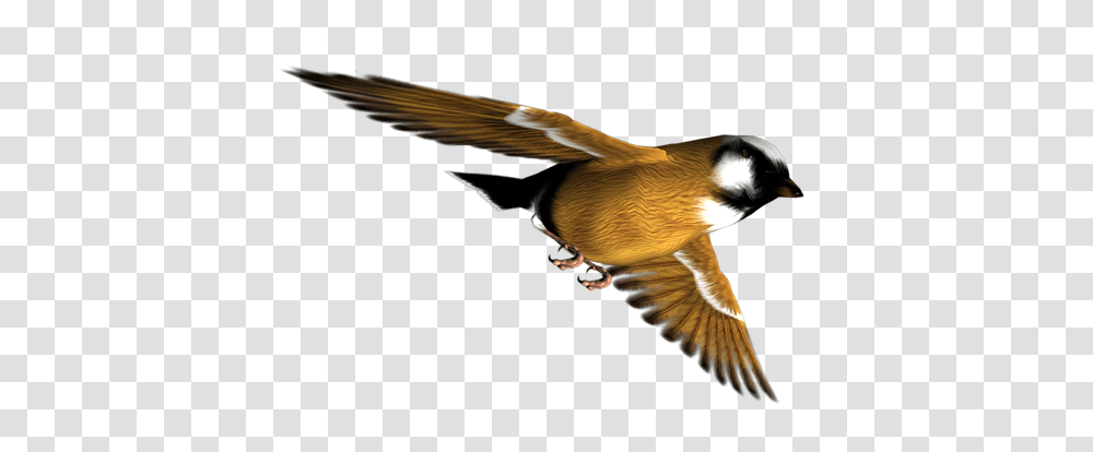 Birds, Animals, Flying, Finch, Beak Transparent Png